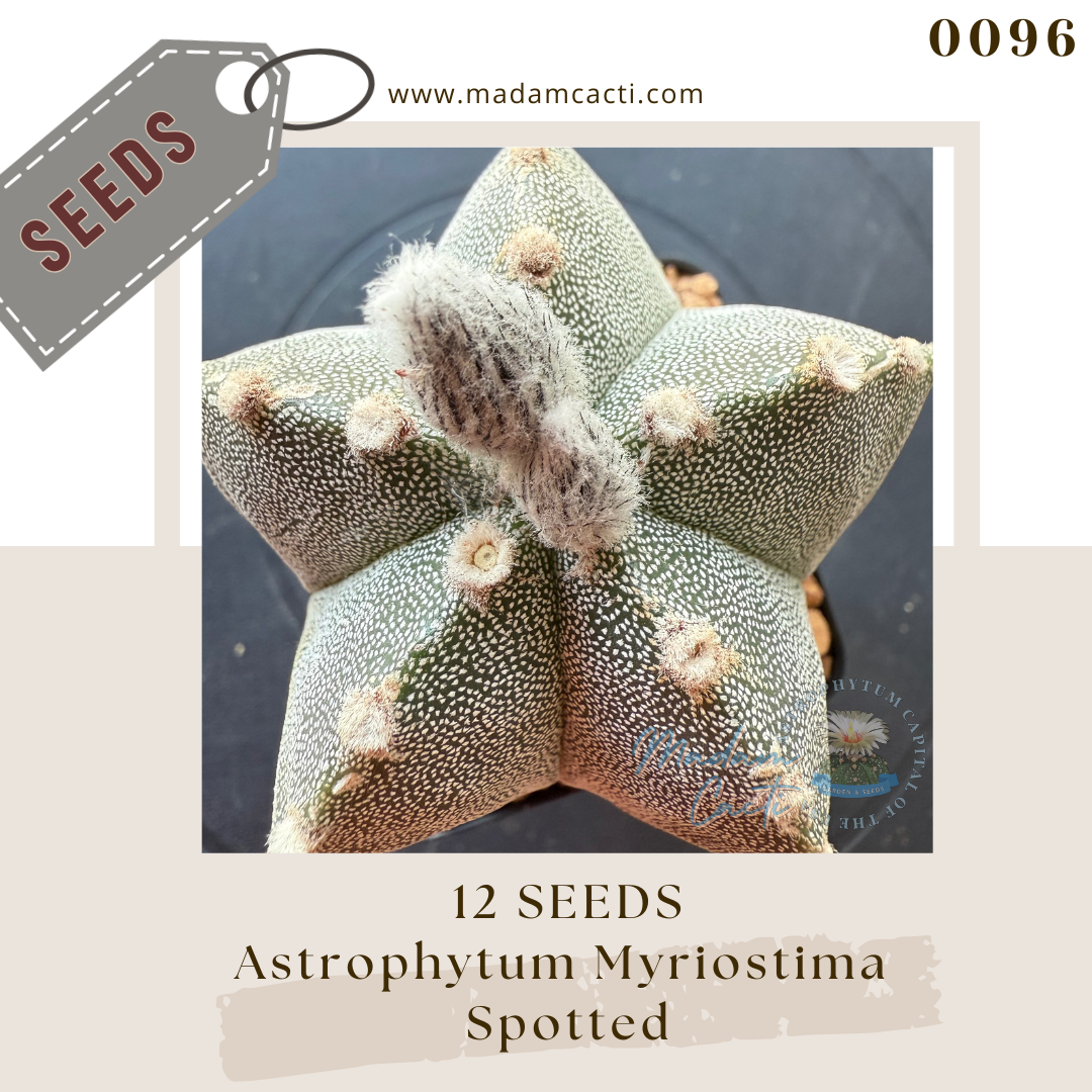 0096 Astrophytum Myriostigma Spotted  (12 Seeds)