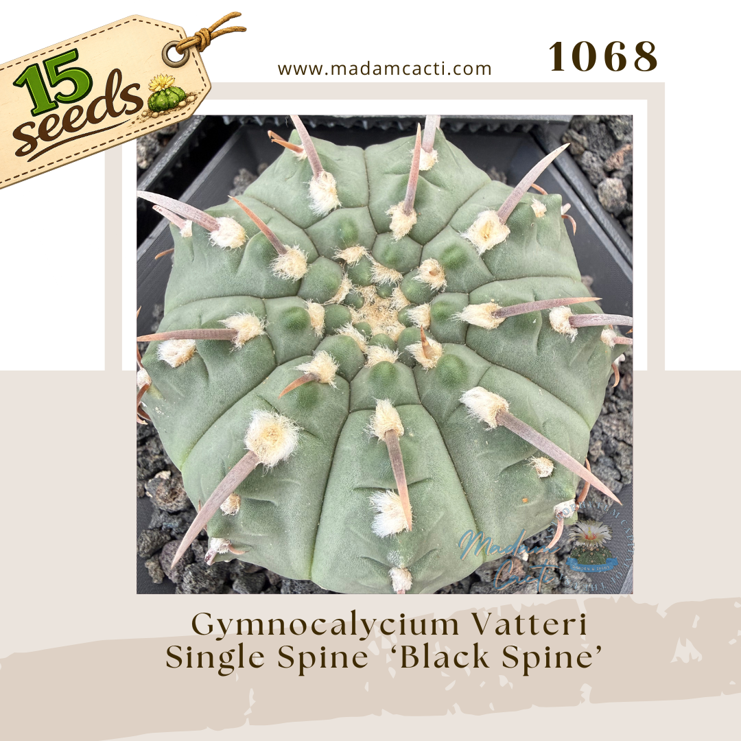 1068 – Gymnocalycium Vatteri Single Spine ‘Black Spine’ (15 Seeds)