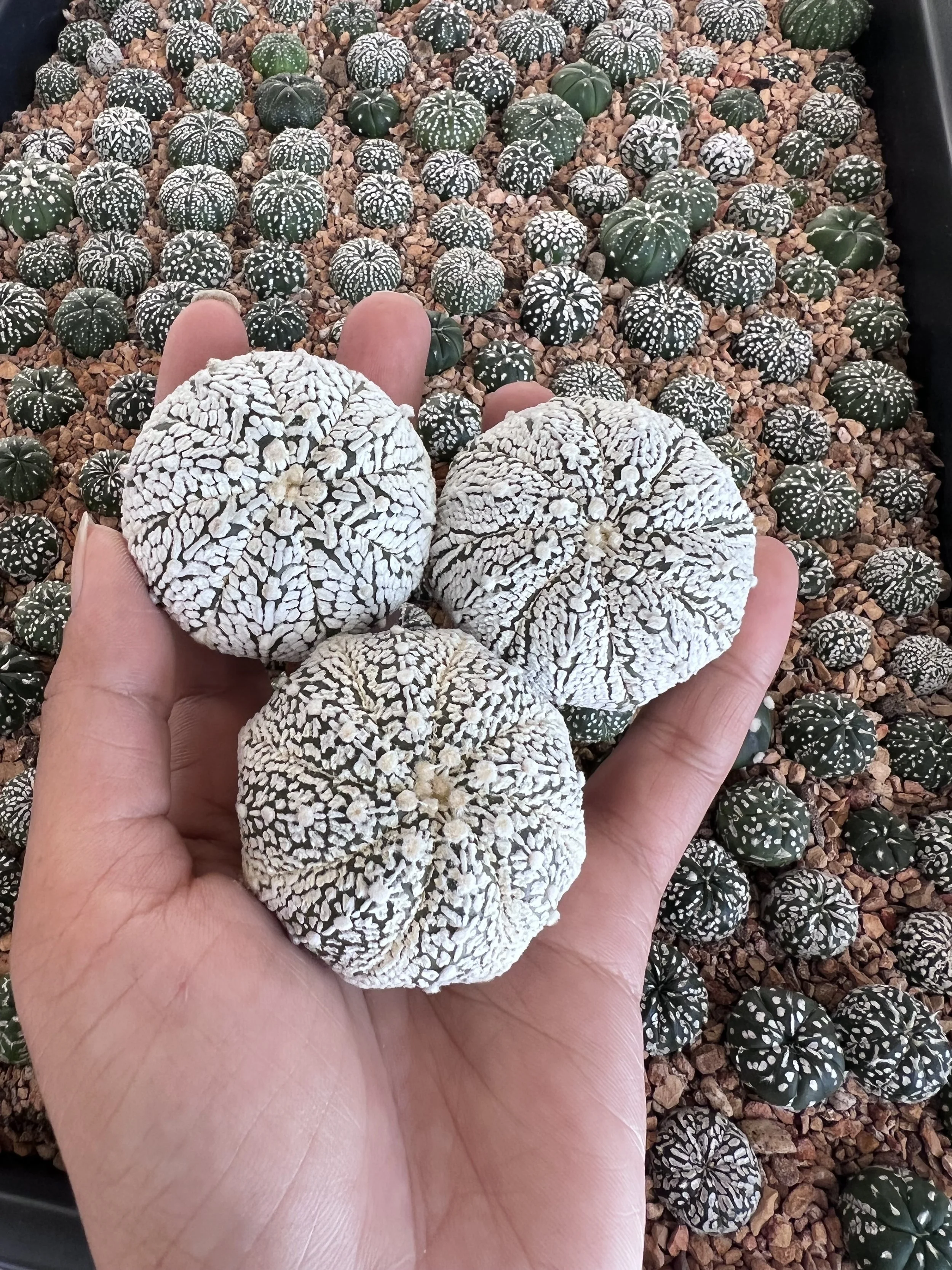 A hand holding three white and black patterned potted cacti in front of a larger tray filled with small green and white patterned cacti.