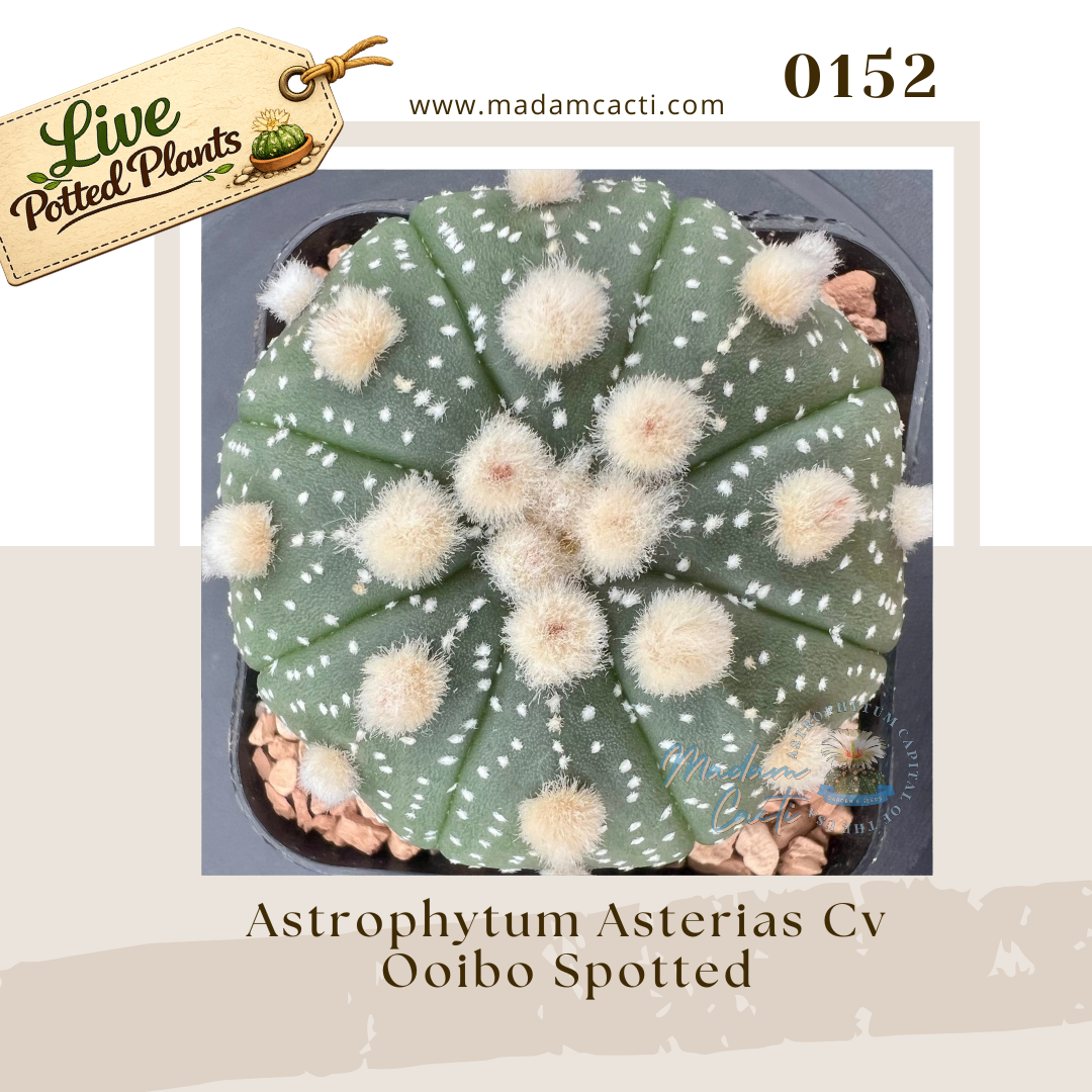 Asterias Live Plants (30).png