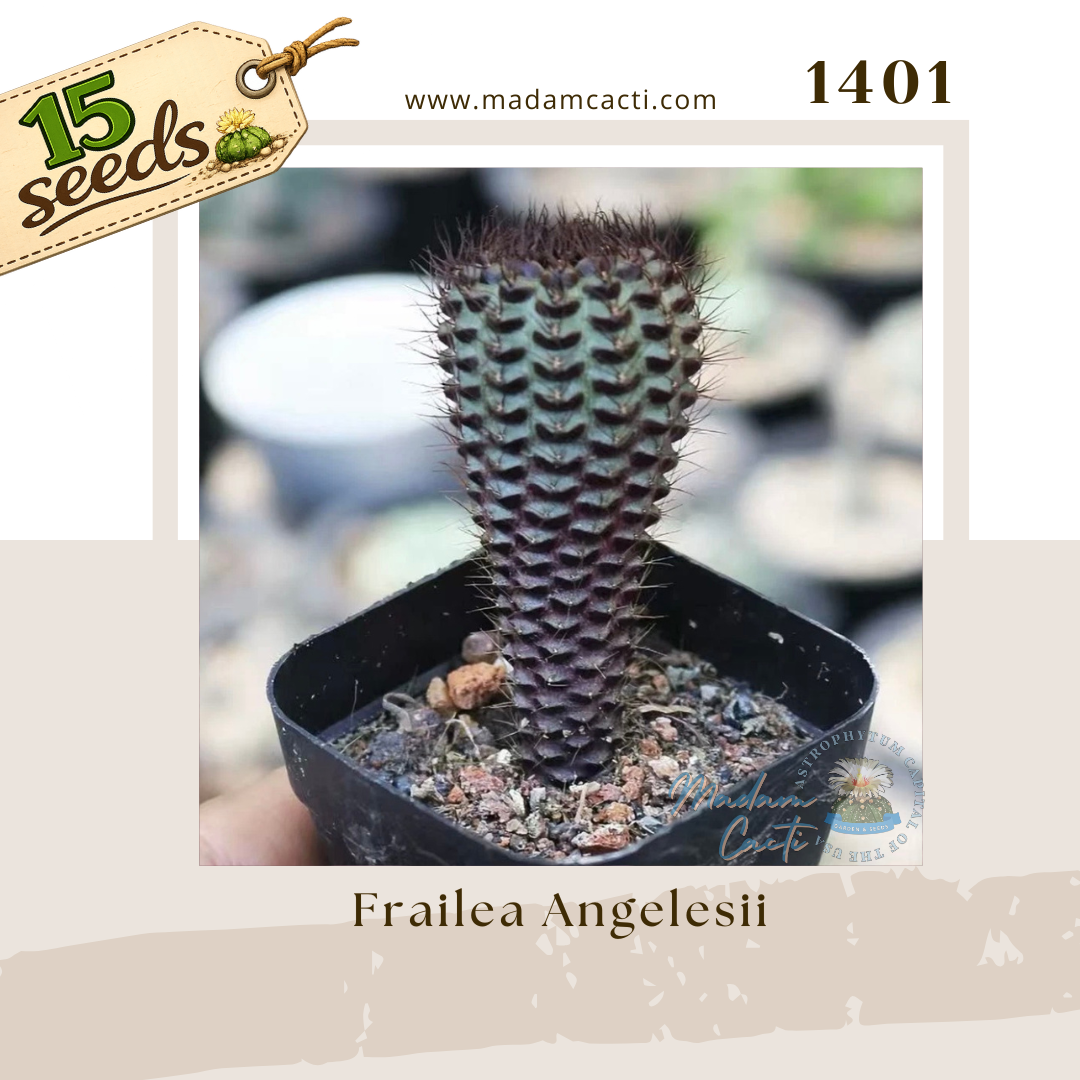 1401 – Frailea Angelesii (15 Seeds)