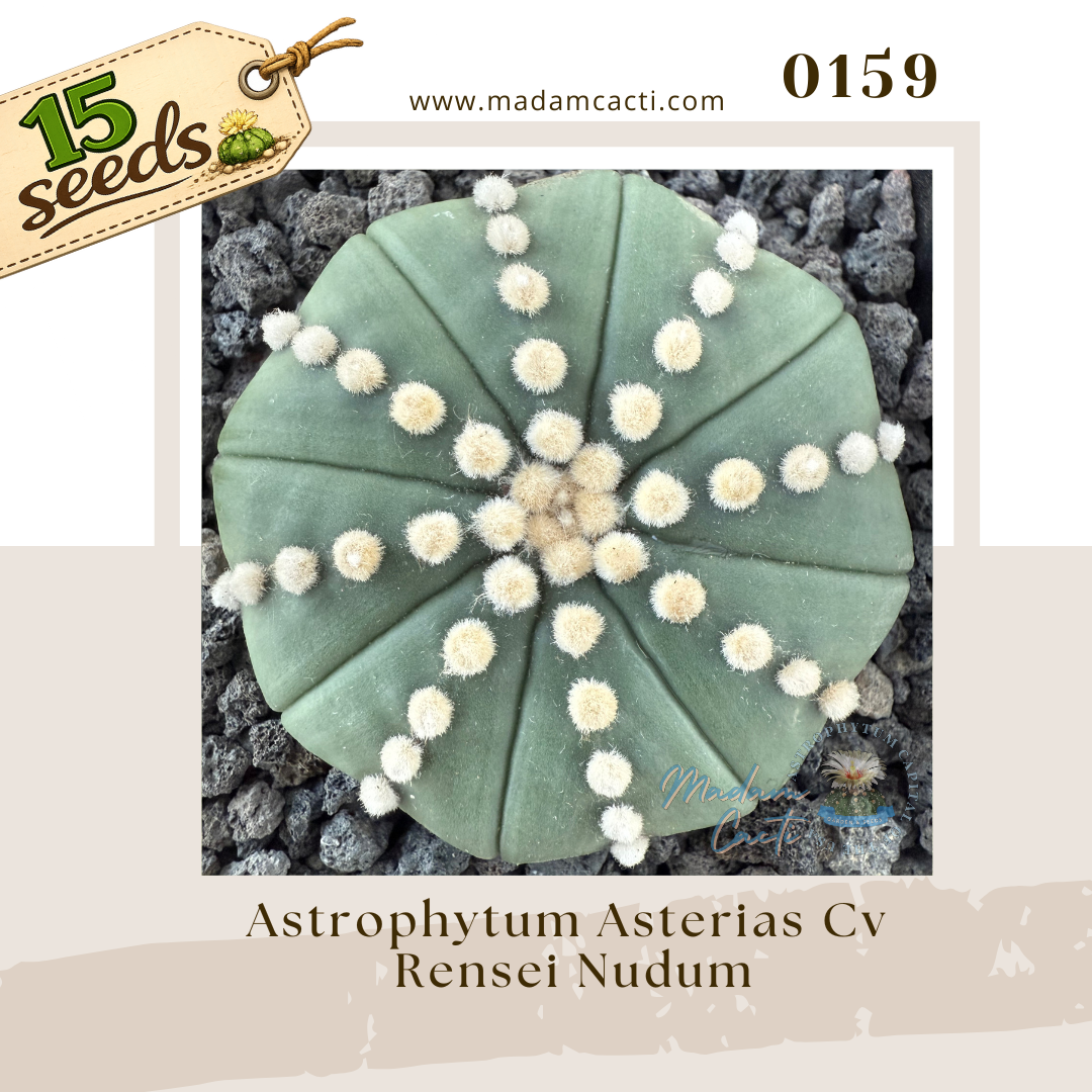 0159 – Astrophytum Asterias Cv. Rensei Nudum (15 Seeds)
