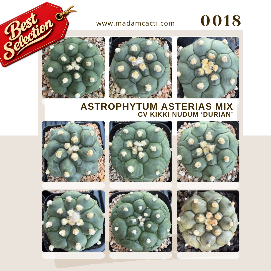SEED MIXES (24).png