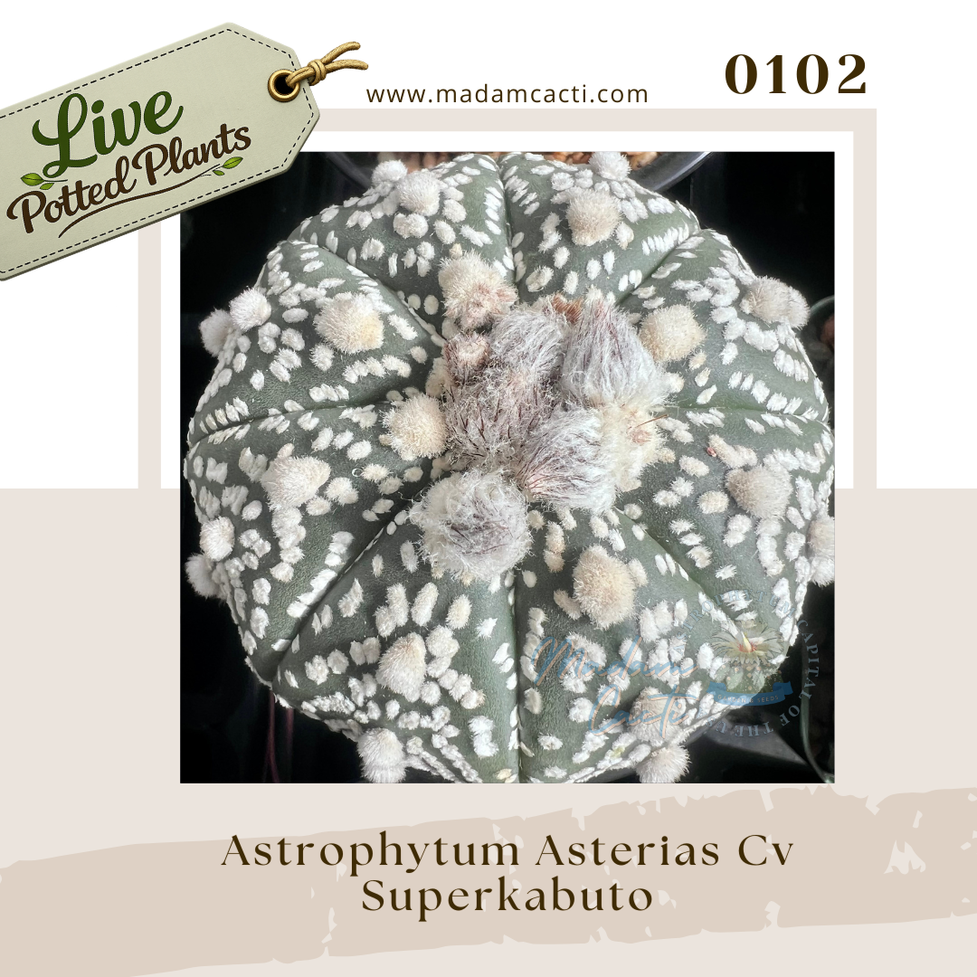 0102 – Astrophytum Asterias Cv. Superkabuto Live Potted Plant