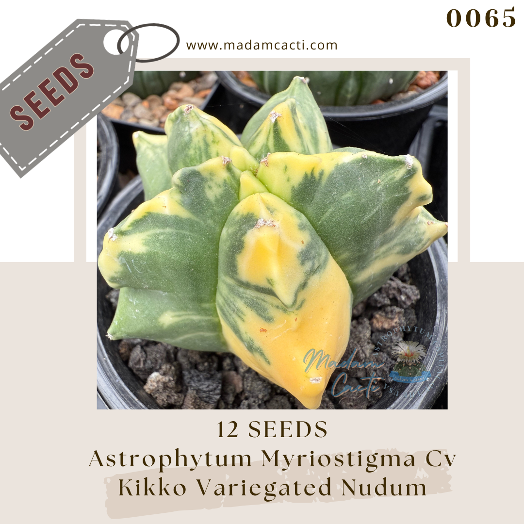 0065 Astrophytum Myriostigma Cv Kikko Variegated Nudum  (12 Seeds)