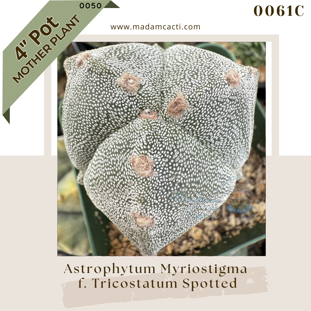 0061C – Astrophytum Myriostigma Tricostatum Spotted 4'' Pot