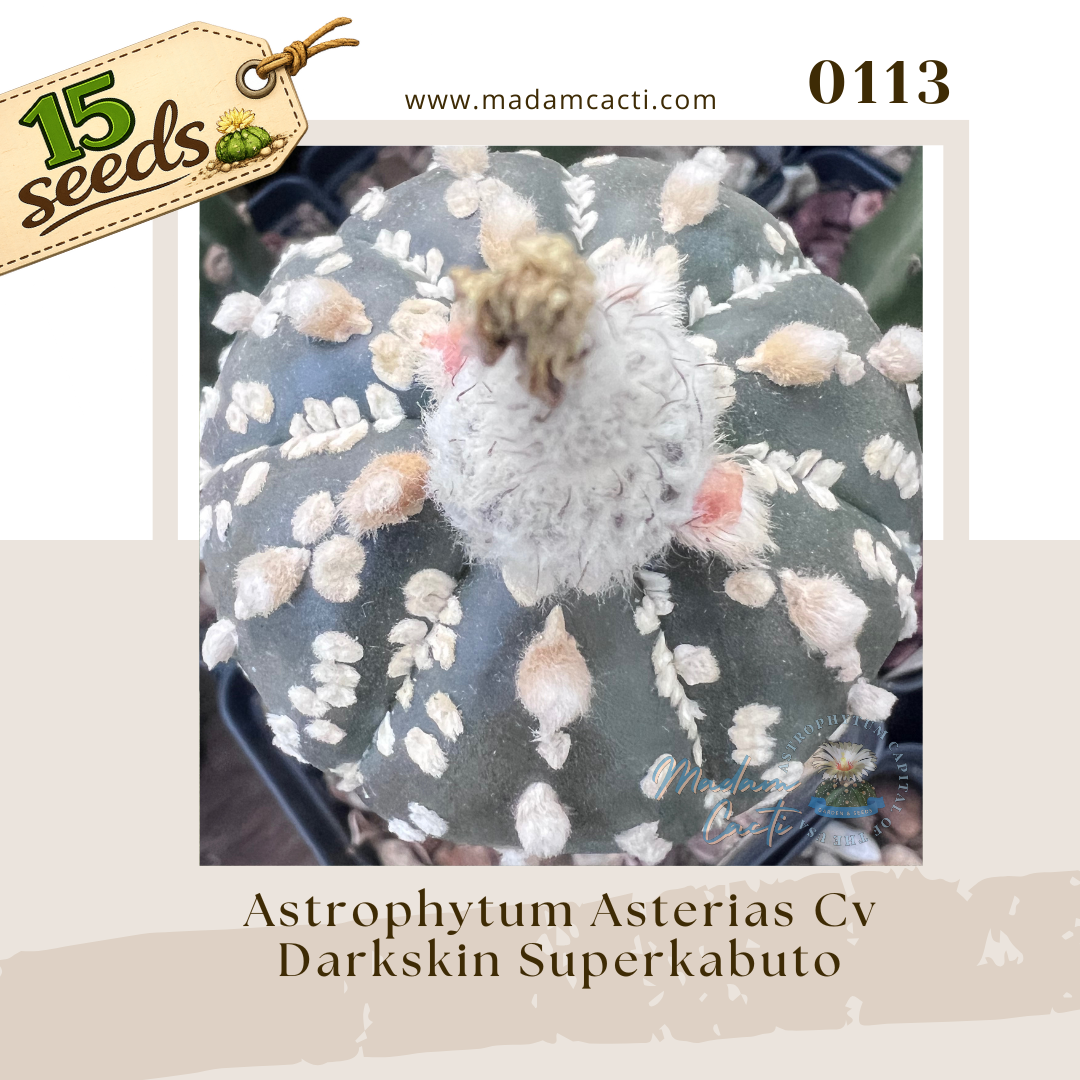 Seed Listing - ASTERIAS (45).png