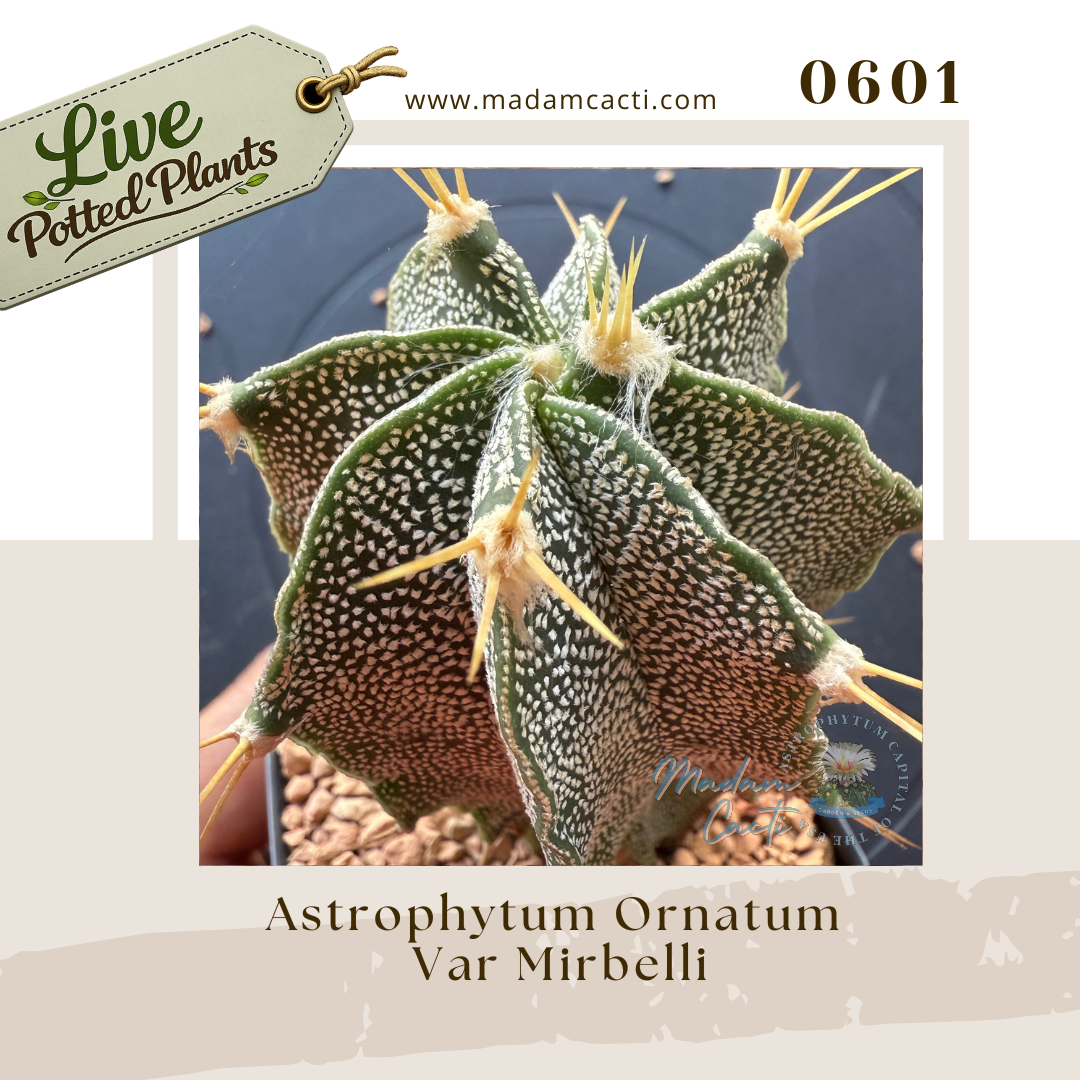 0601 – Astrophytum Ornatum Var. Mirbelli Live Potted Plant