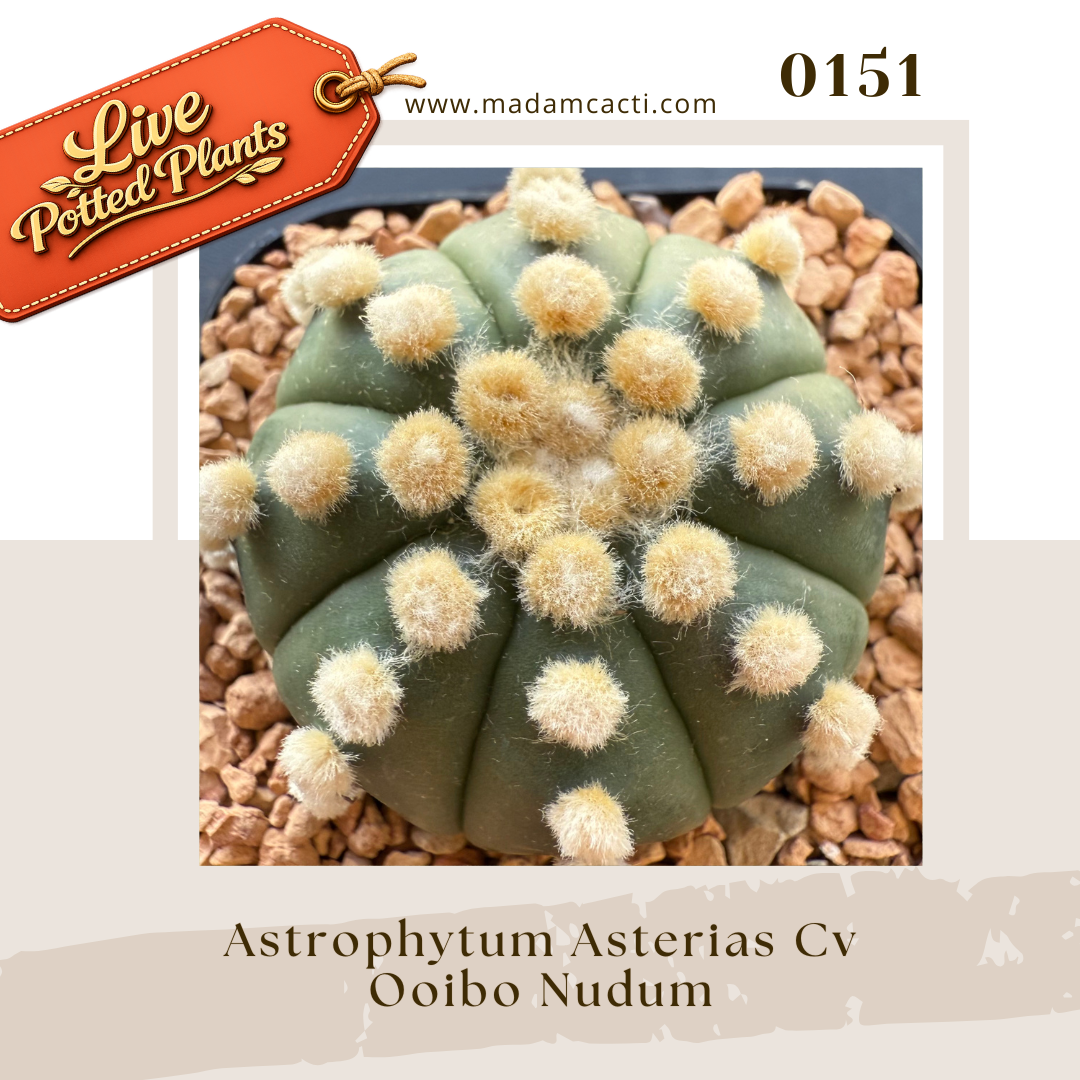 0151 – Astrophytum Asterias Cv. Ooibo Nudum Live Potted Plant