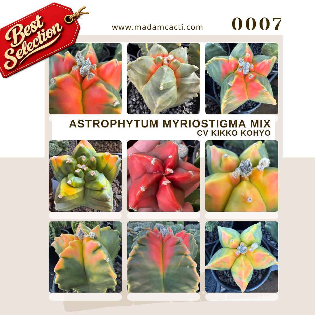 0007 – Astrophytum Myriostigma Cv. Kikko Kohyo Seed Mix