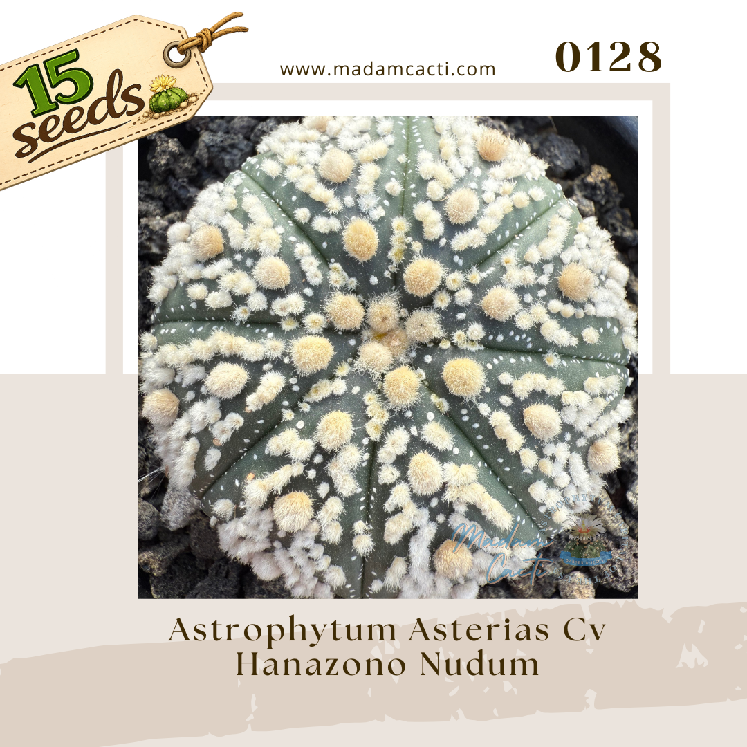 0128 – Astrophytum Asterias Cv. Hanazono Nudum (15 Seeds)