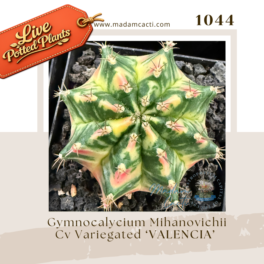 1044 – Gymnocalycium Mihanovichii Cv. Variegated 'Valencia' Live Potted Plant