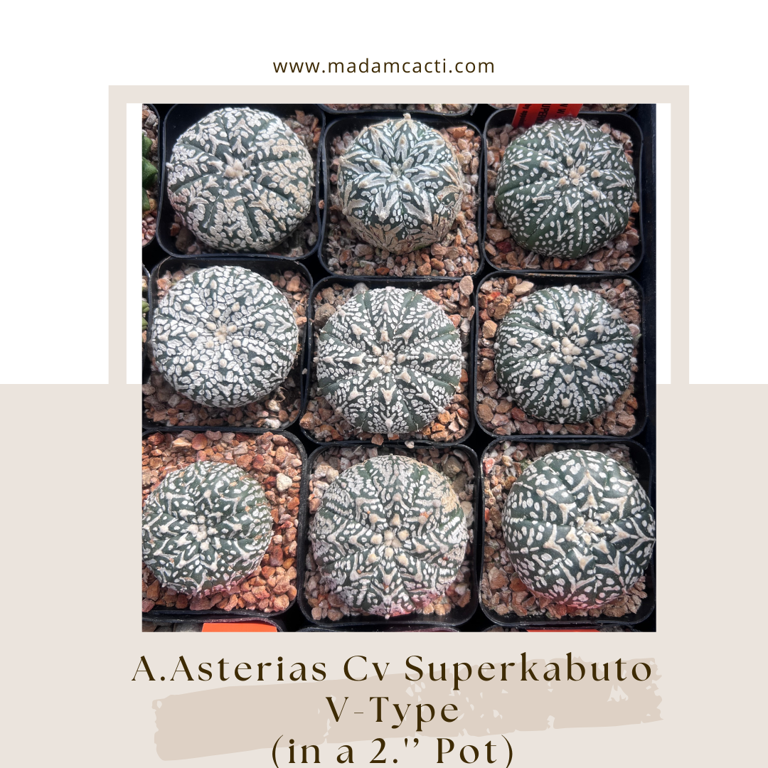 A. Asterias Cv Superkabuto V-Type — Madam Cacti