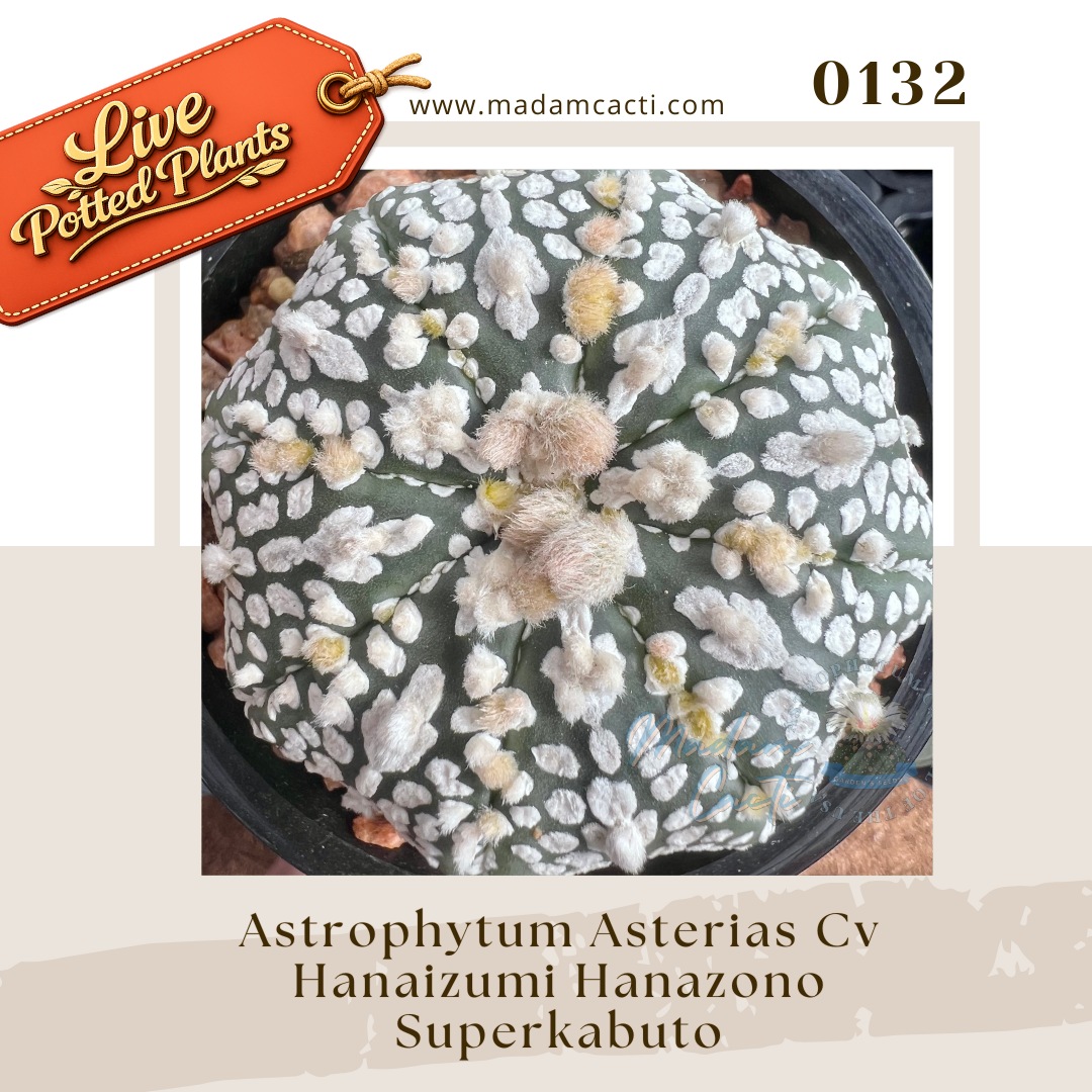 0132 – Astrophytum Asterias Cv. Hanaizumi Hanazono Superkabuto Live Potted Plant