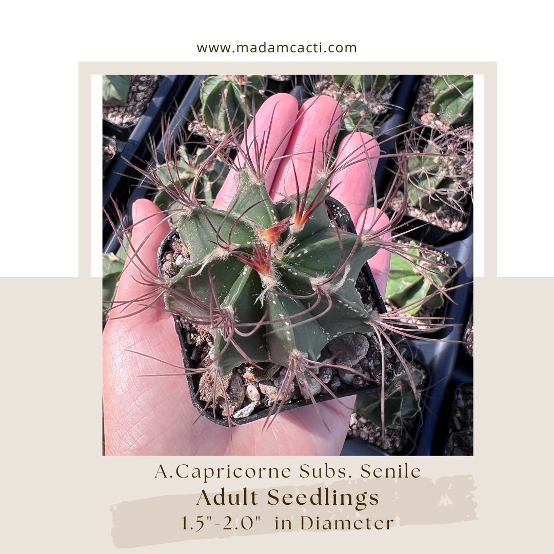 A. Capricorne Subs. Senile  Madam Cacti