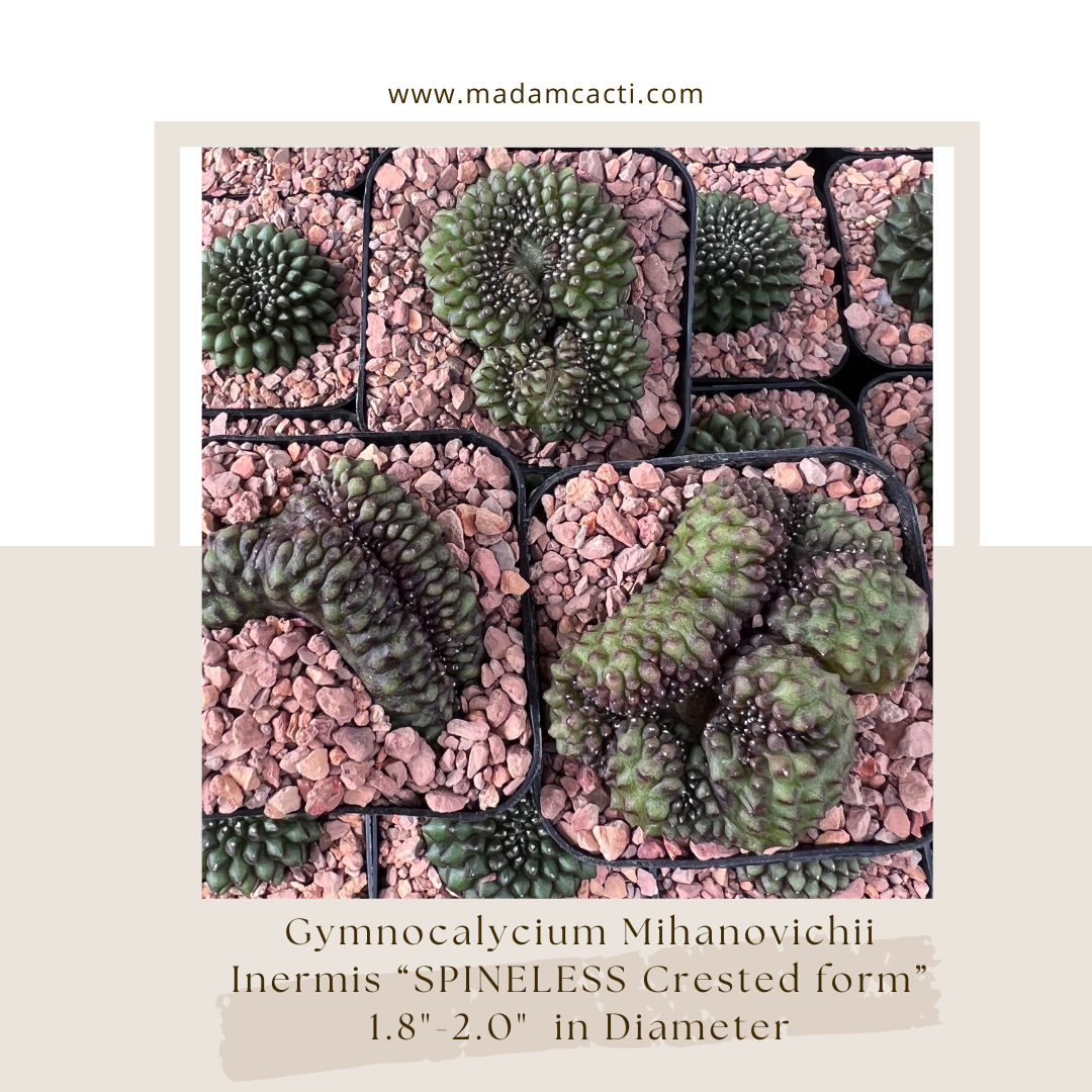 Gymnocalycium Mihanovichii Inermis SPINELESS Crested form  Madam Cacti