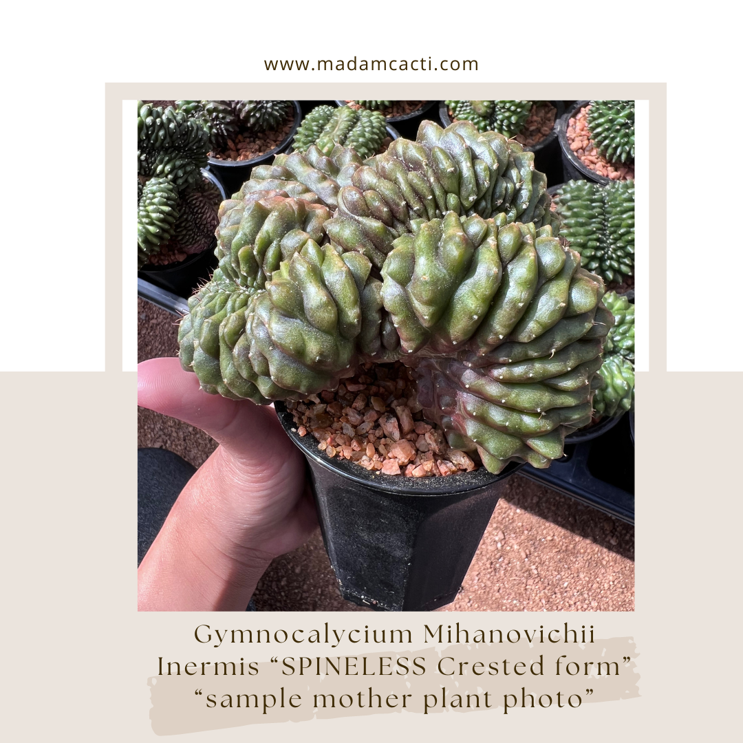 Gymnocalycium Mihanovichii Cv Crested Inermis "Spineless"  Madam Cacti