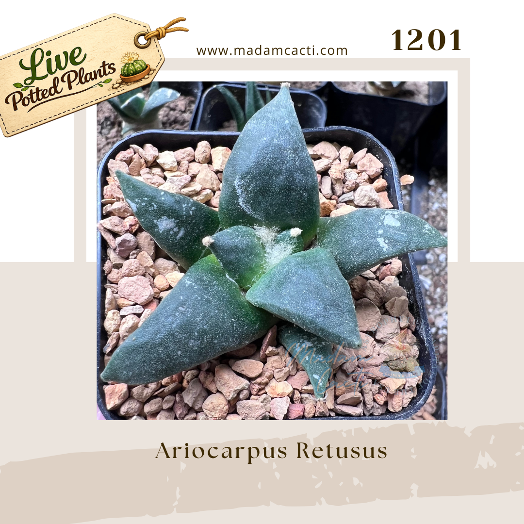 Ariocarpus Live Plants.png