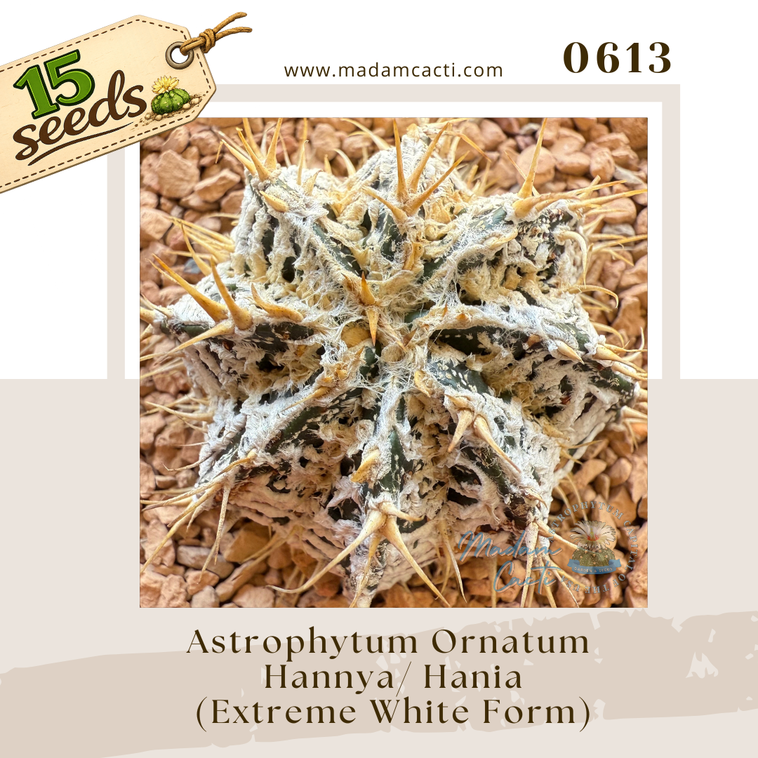 Seed Listing - Ornatum (7).png
