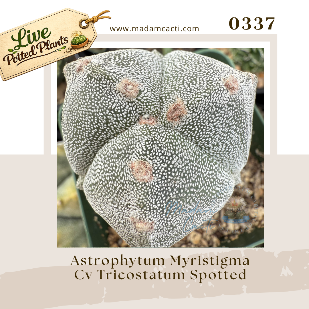 Myriostigma Live Plants (1).png