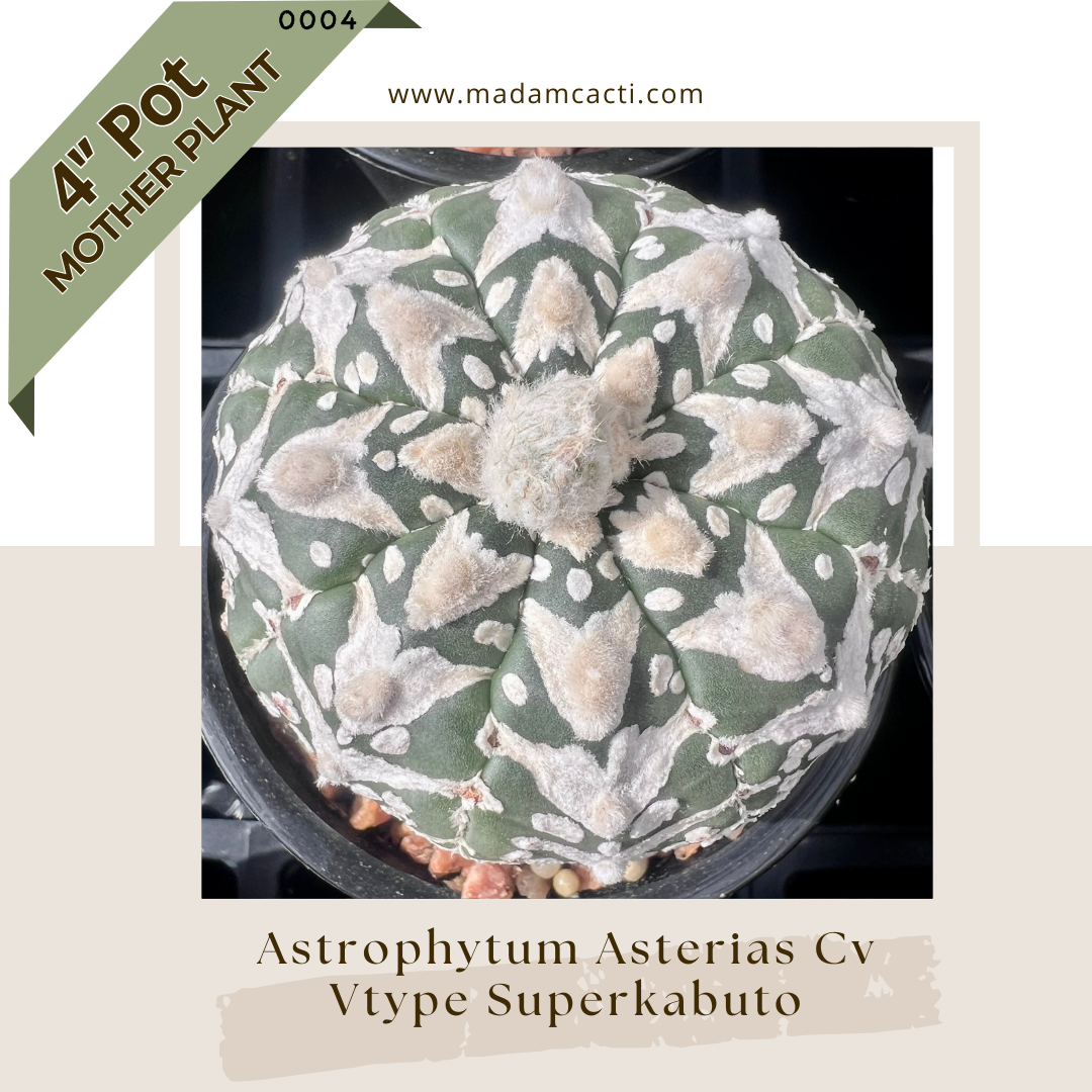 0004C — Astrophytum asterias Cv. Superkabuto V-Type 4'' Pot