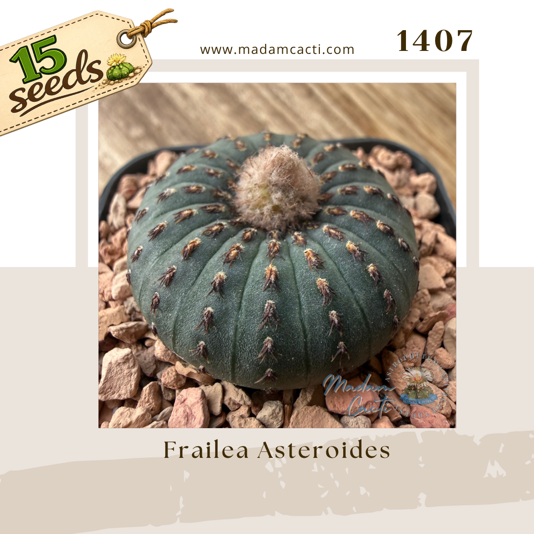 Seed Listing - Frailea (11).png