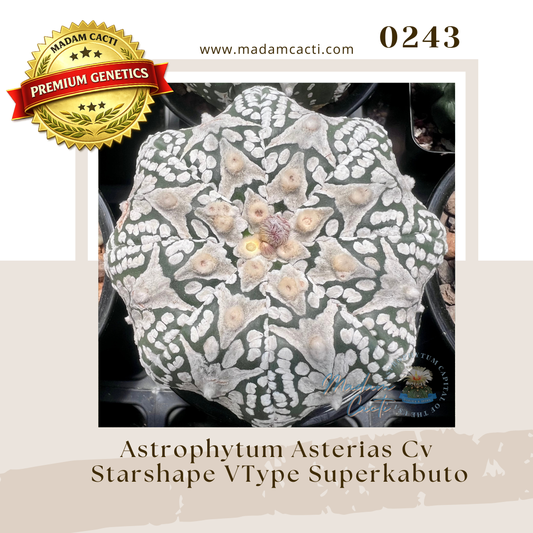 0243 – Astrophytum Asterias Cv. Starshape V-Type Superkabuto (15 Seeds)