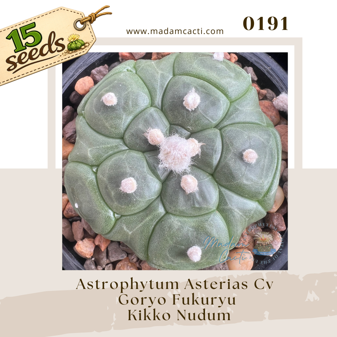 0191 – Astrophytum Asterias Cv. Goryo Fukuryu Kikko Nudum (15 Seeds)