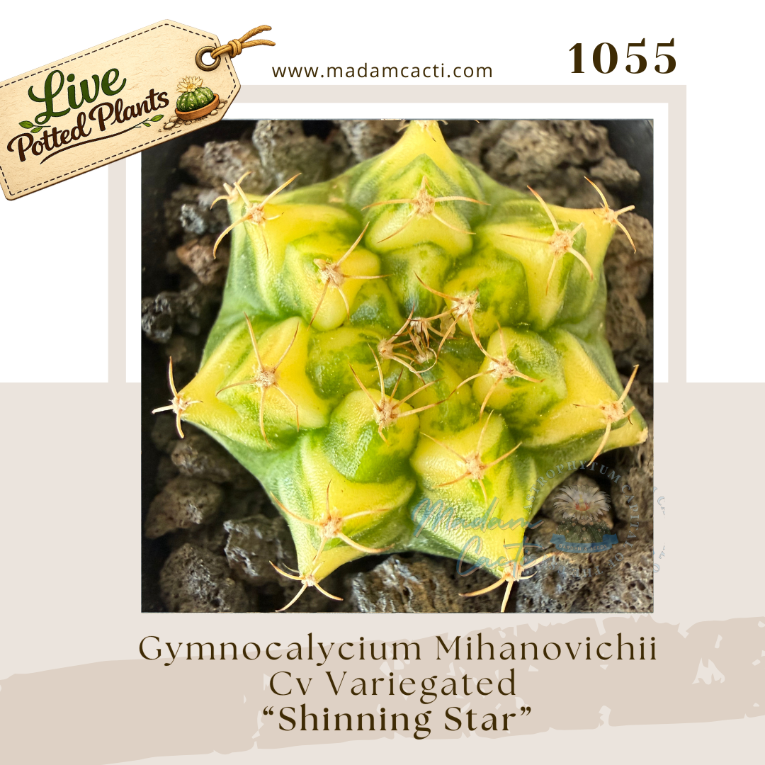 Live Potted Gymnocalycium (6).png