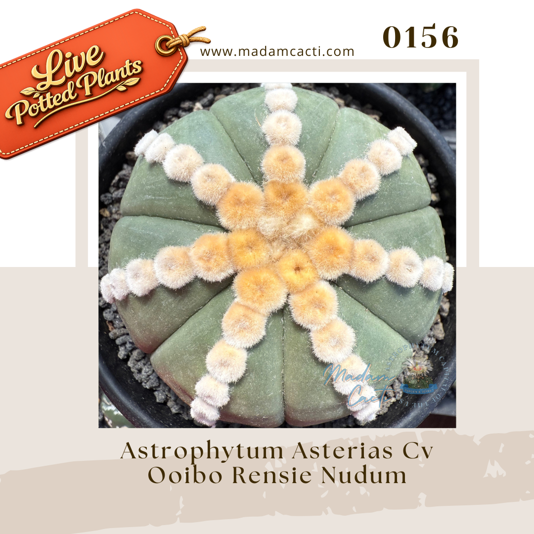 0156 – Astrophytum Asterias Cv Ooibo Rensie Nudum