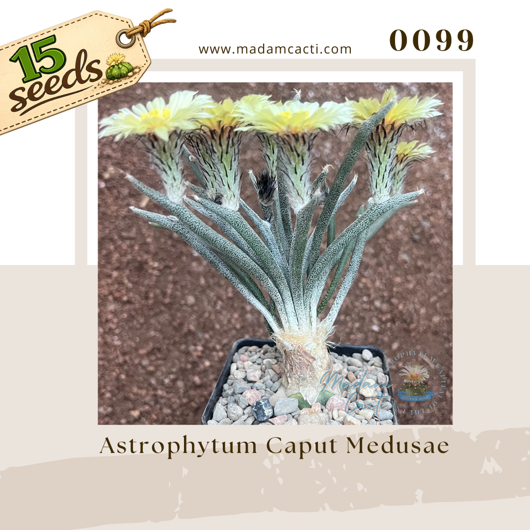 Seed Listing - ASTERIAS (18).png