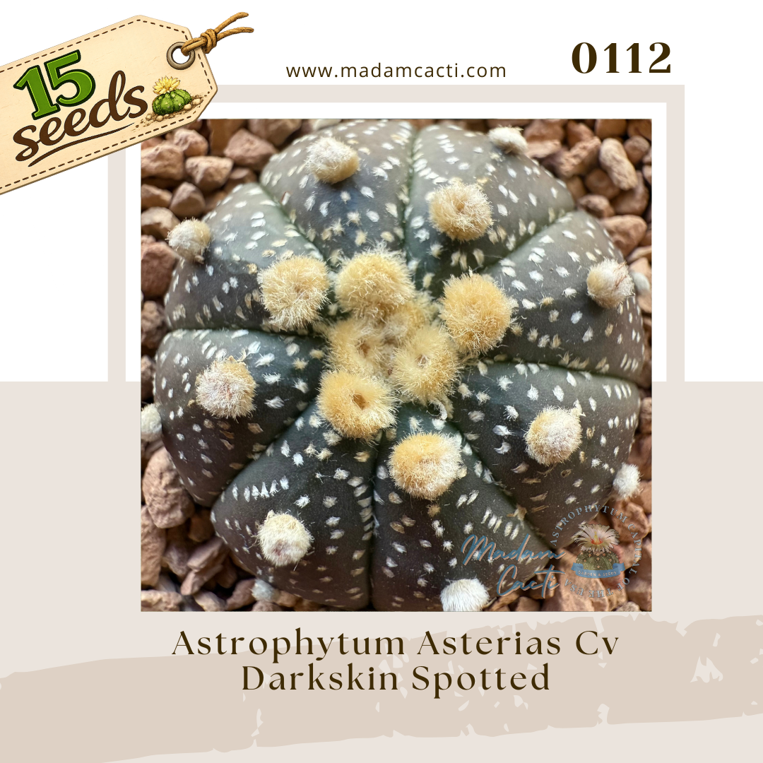 Seed Listing - ASTERIAS (44).png