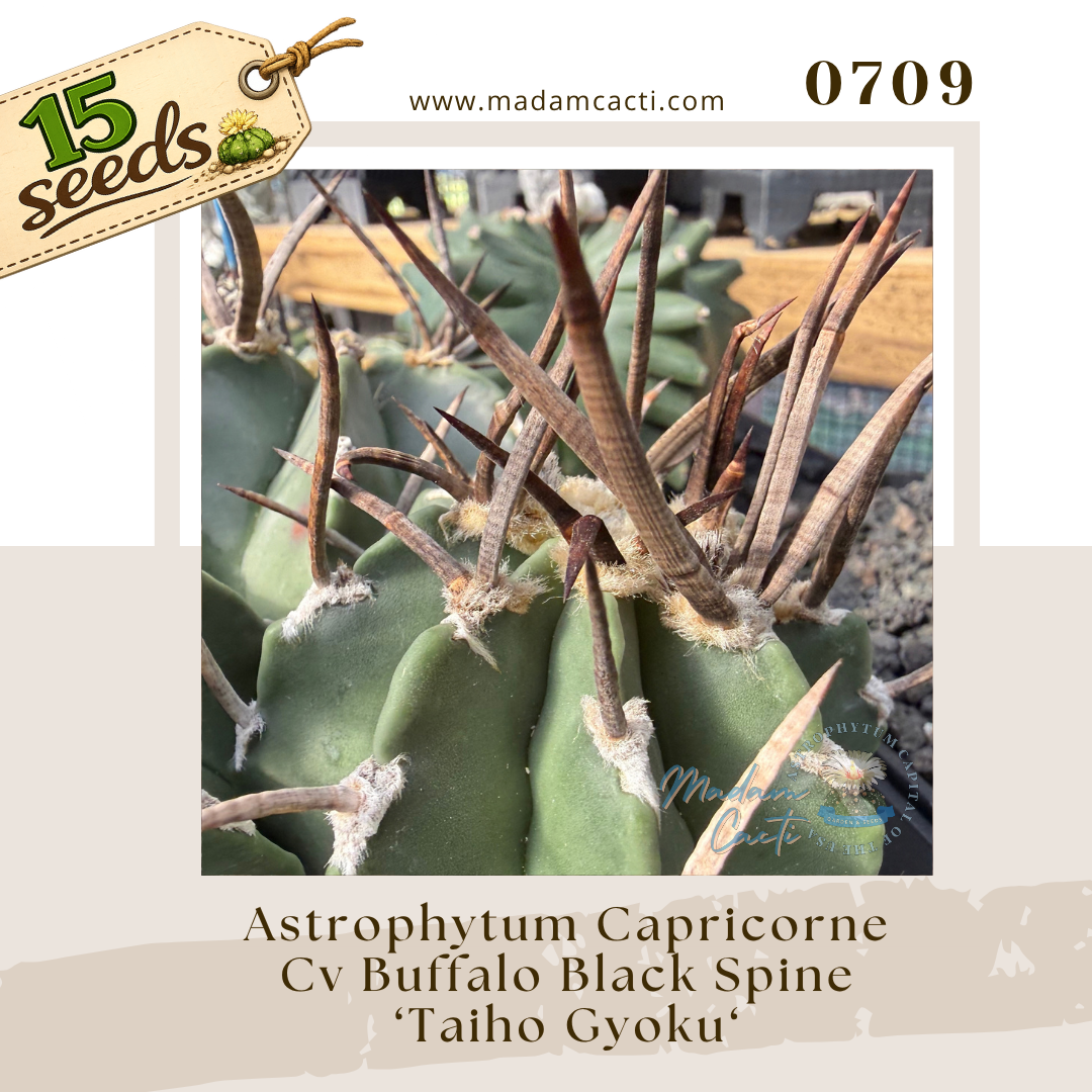 Seed Listing - Capricorne (3).png