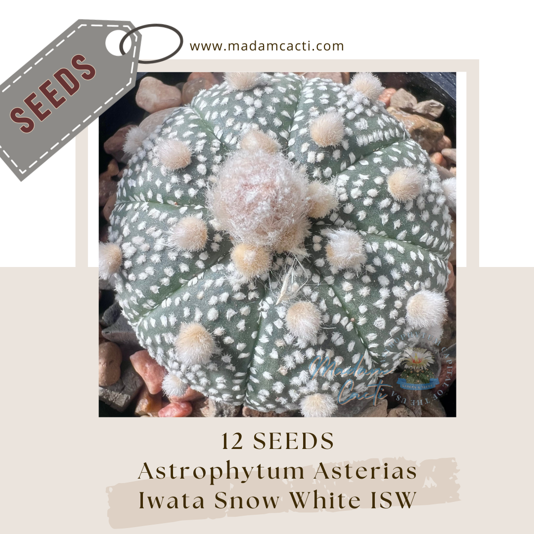 A. Asterias Cv Iwata Snow White ISW (12 Seeds) 0044 — Madam
