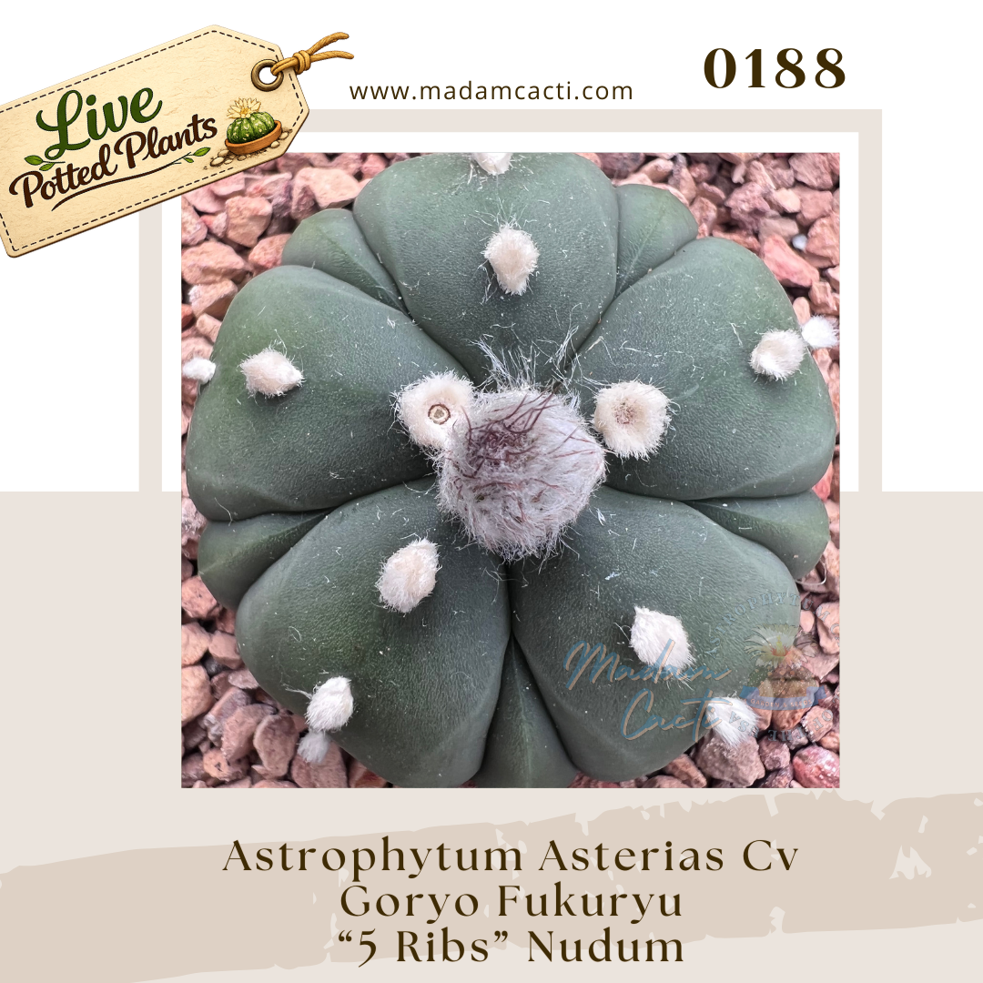 0188 – Astrophytum Asterias Cv. Goryo Fukuryu “5 Ribs” Nudum