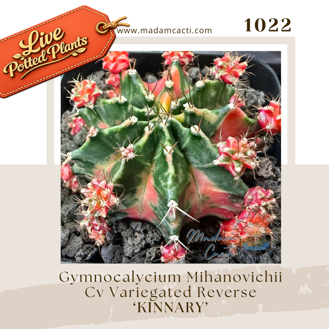 Live Potted Gymnocalycium.png