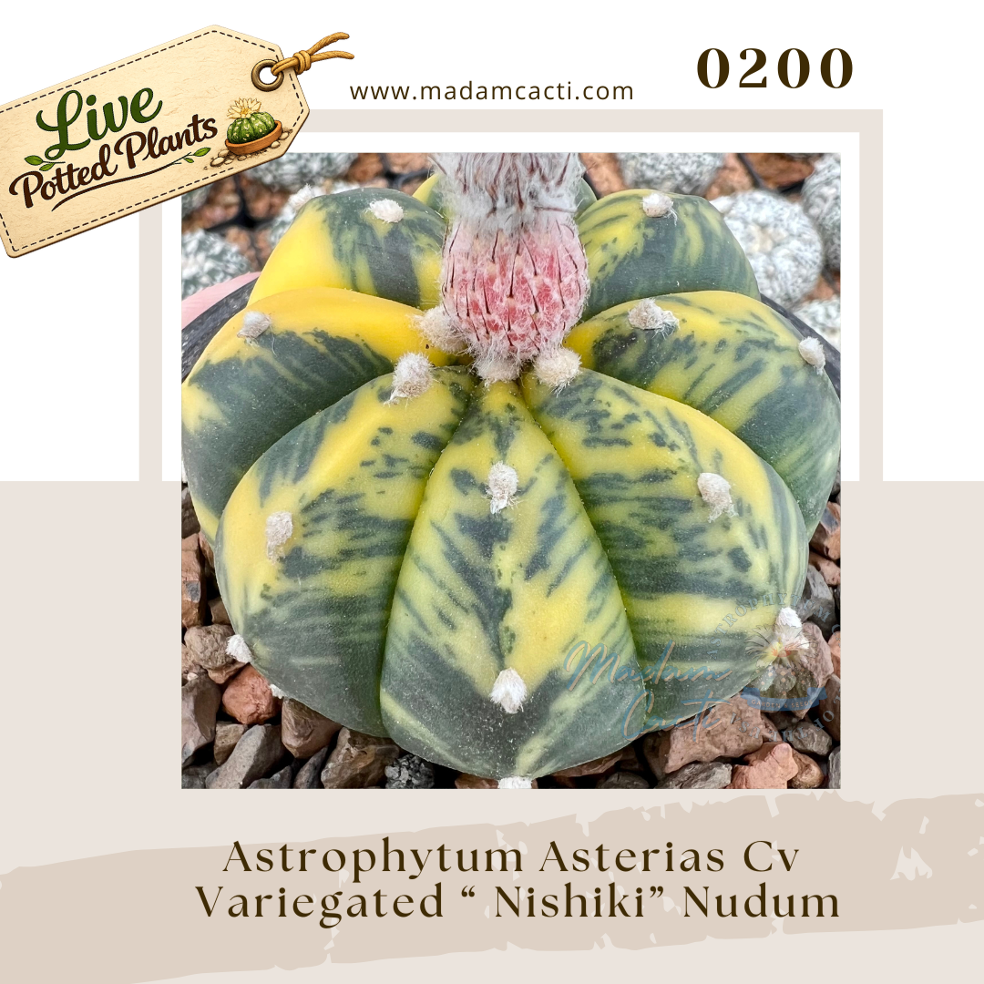 Asterias Live Plants (6).png