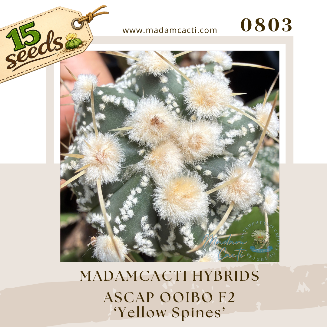 Seed Listing - Astro Hybrid (1).png
