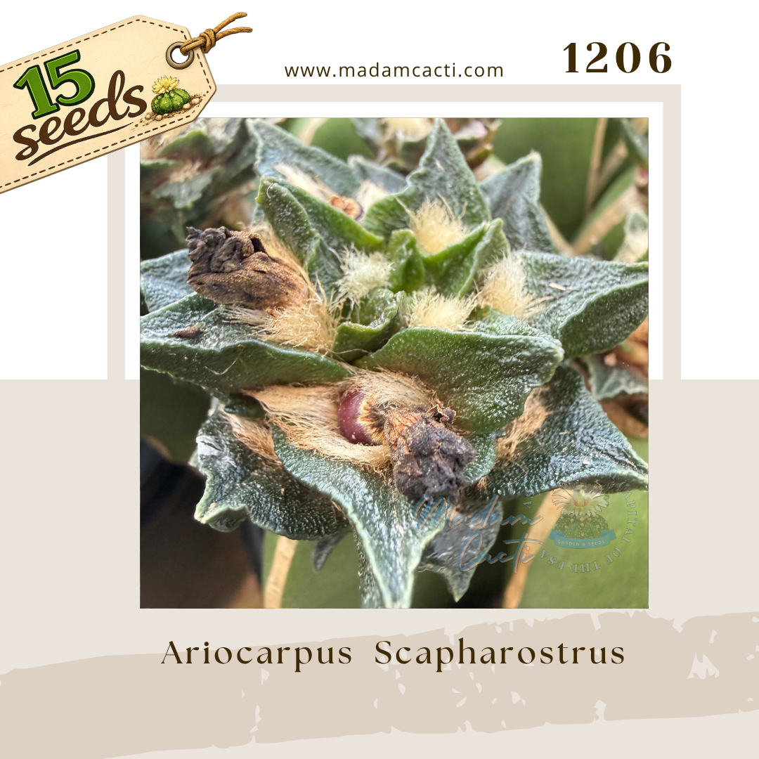 1206 – Ariocarpus Scapharostrus (15 Seeds)