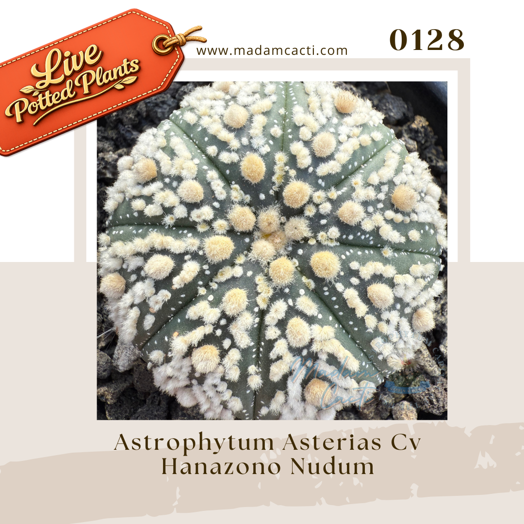 0128 – Astrophytum Asterias Cv. Hanazono Nudum Live Potted Plant