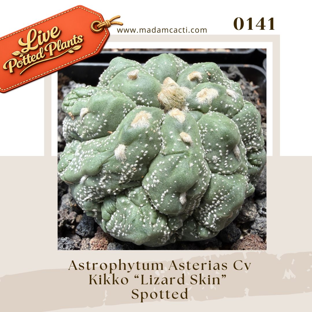 Asterias Live Plants (11).png