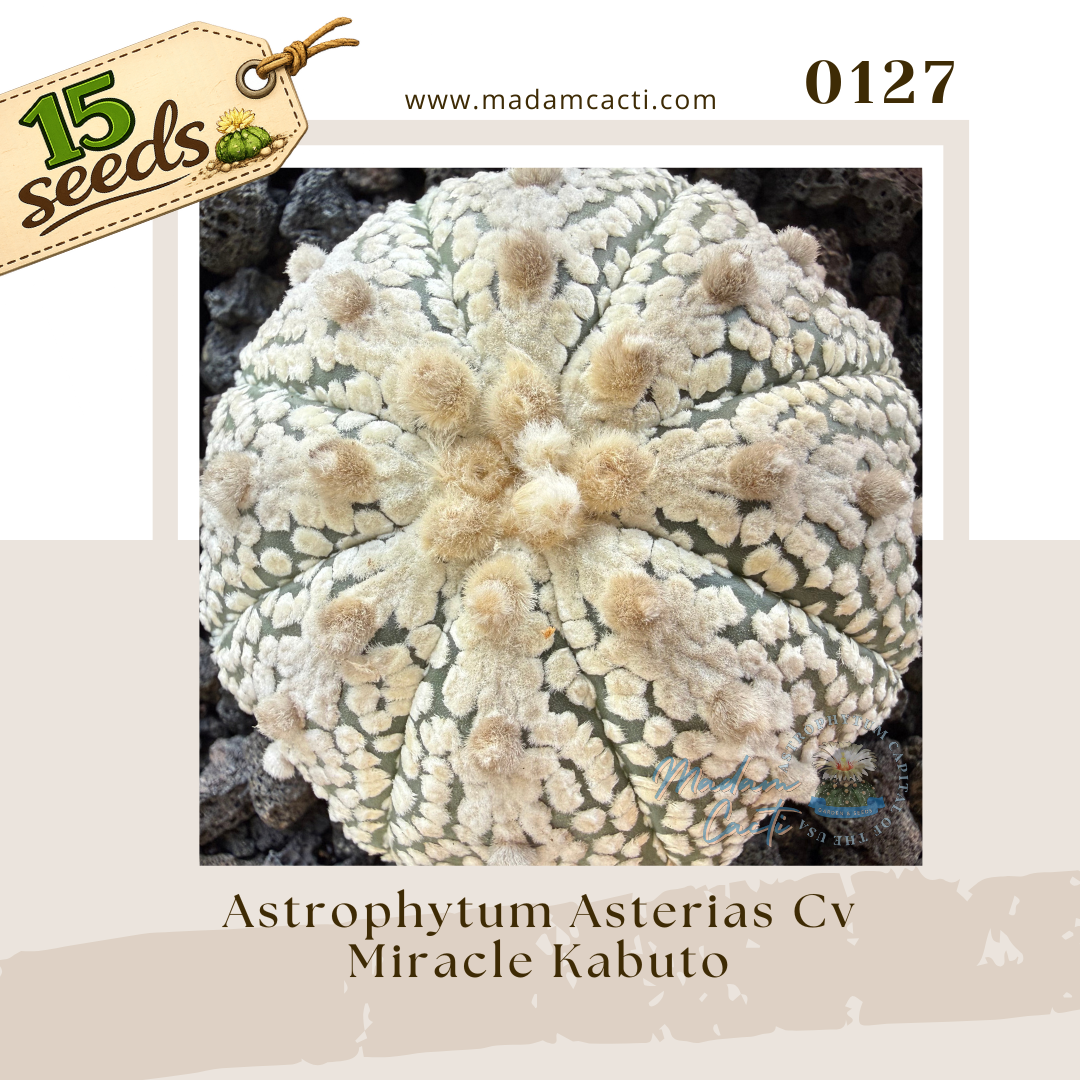 0127 – Astrophytum Asterias Cv. Miracle Kabuto (15 Seeds)