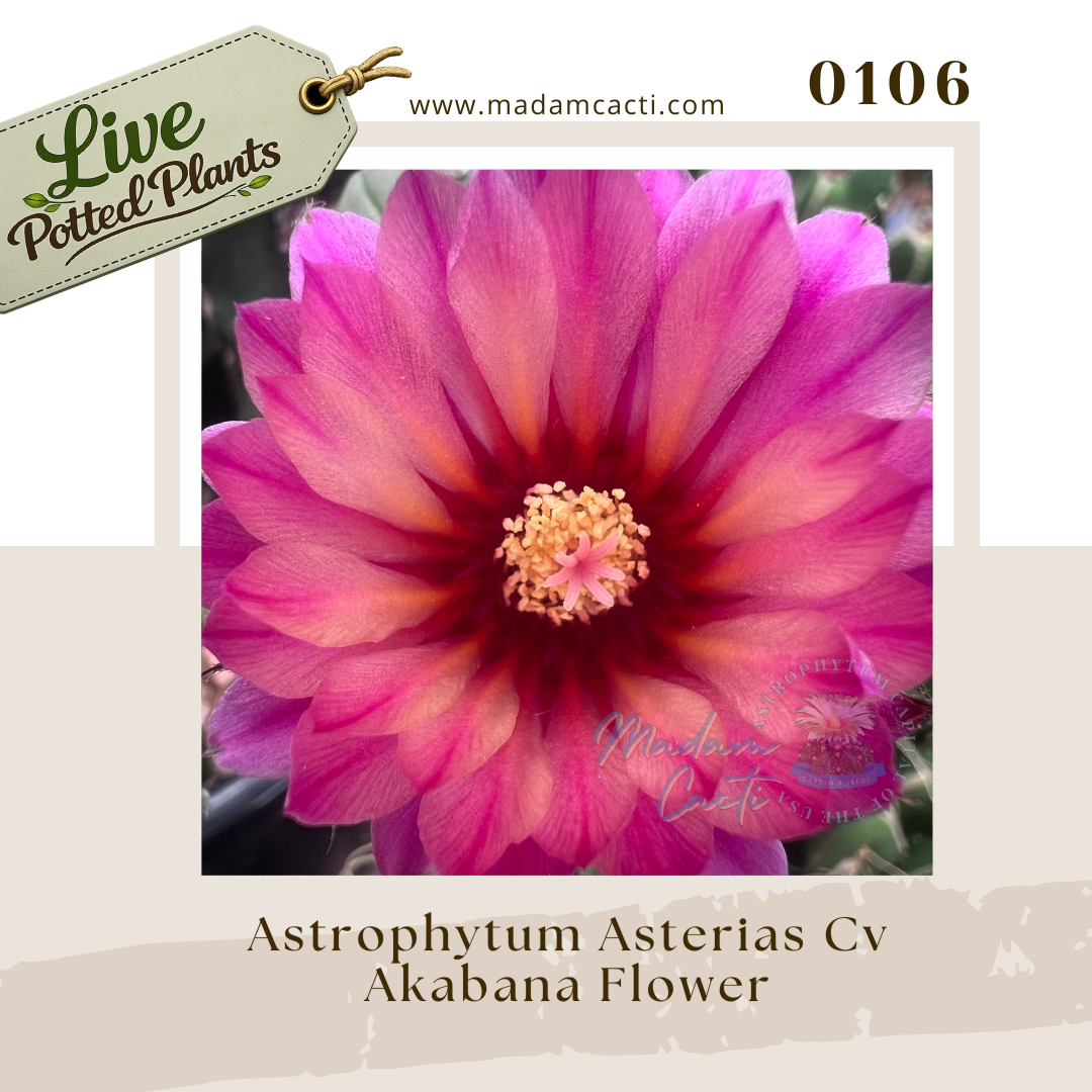 0106 – Astrophytum Asterias Cv. Akabana Flower Live Potted Plant