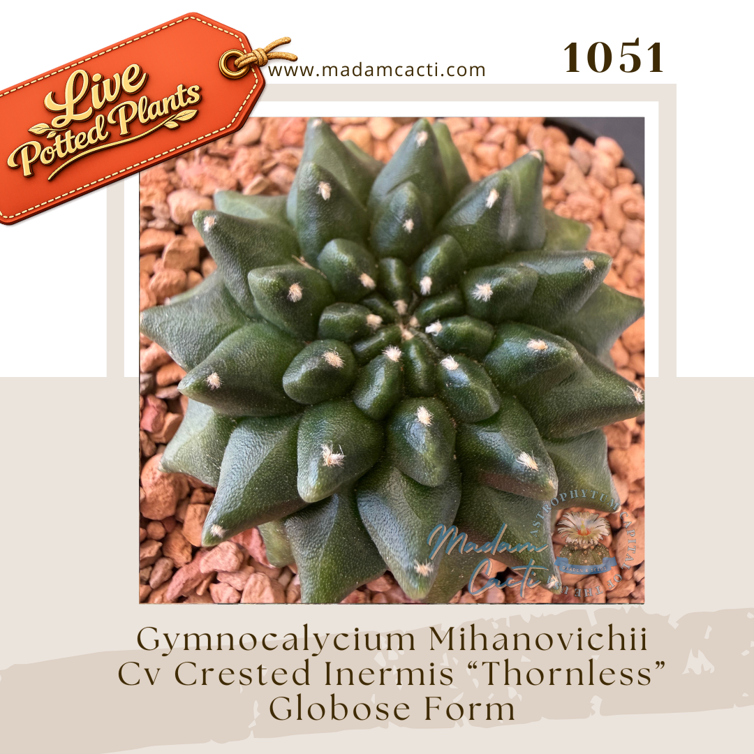 1051 – Gymnocalycium Mihanovichii Cv. Crested Inermis “Thornless” Globose Form