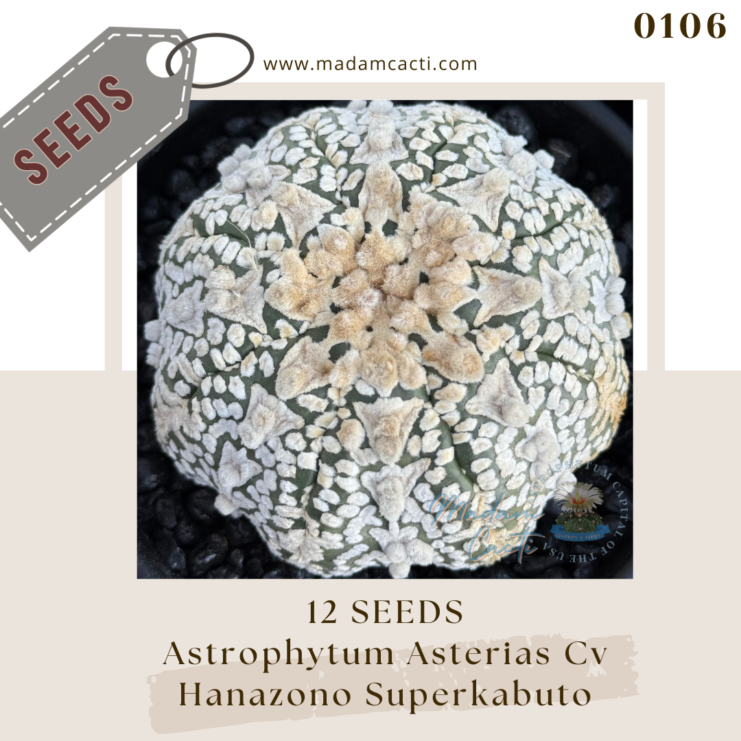 Seeds (45).png