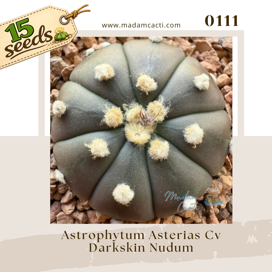 Seed Listing - ASTERIAS (42).png