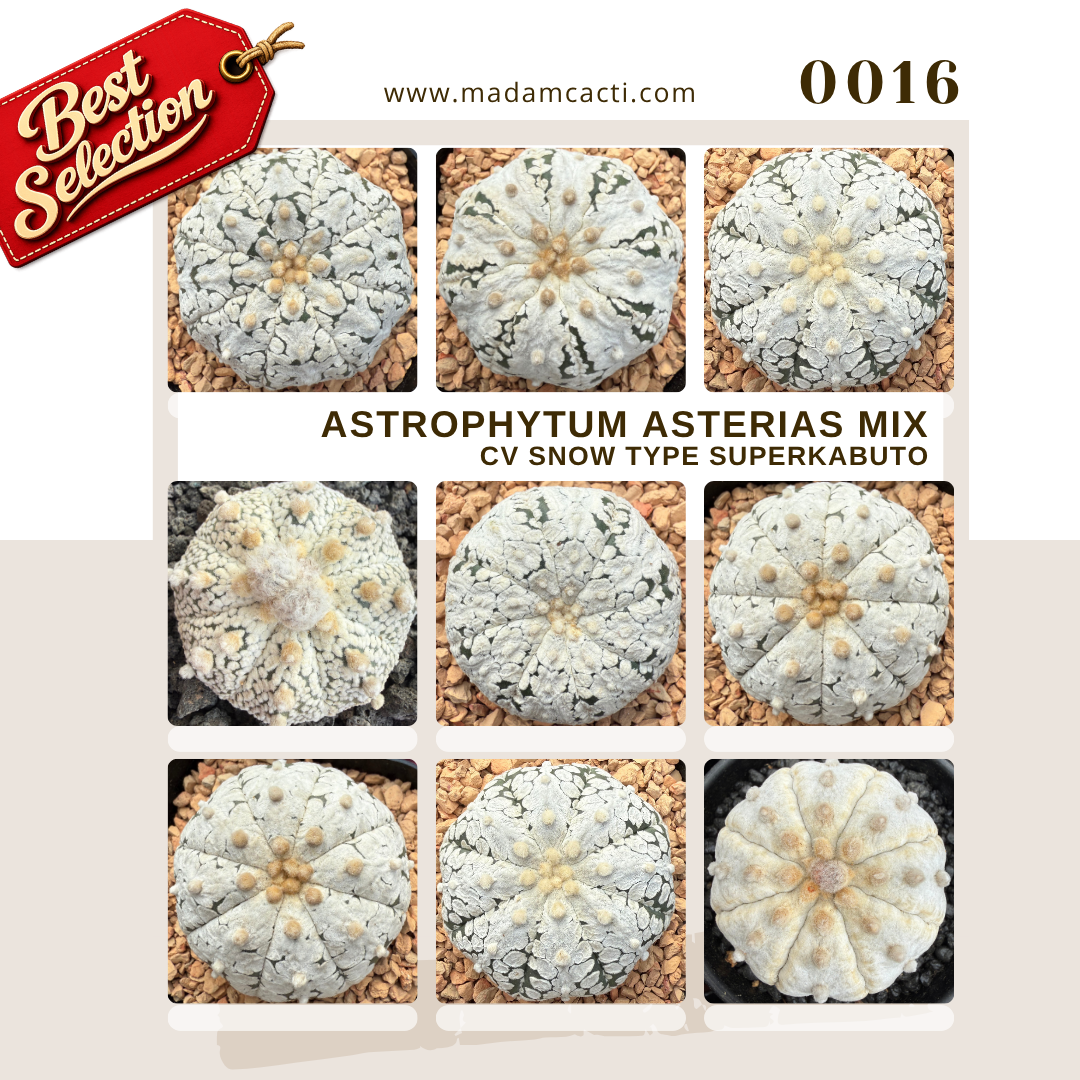 0016 – Astrophytum Asterias Cv. Snow Type Superkabuto Seed Mix