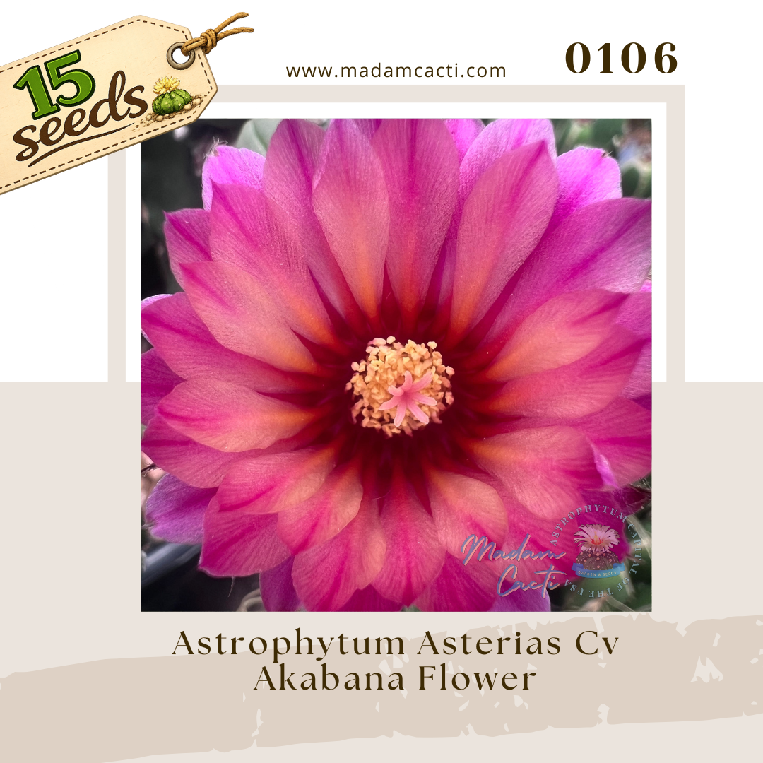 0106 – Astrophytum Asterias Cv. Akabana Flower (15 Seeds)