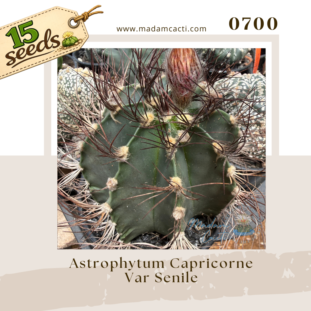 0700 – Astrophytum Capricorne Var. Senile (15 Seeds)