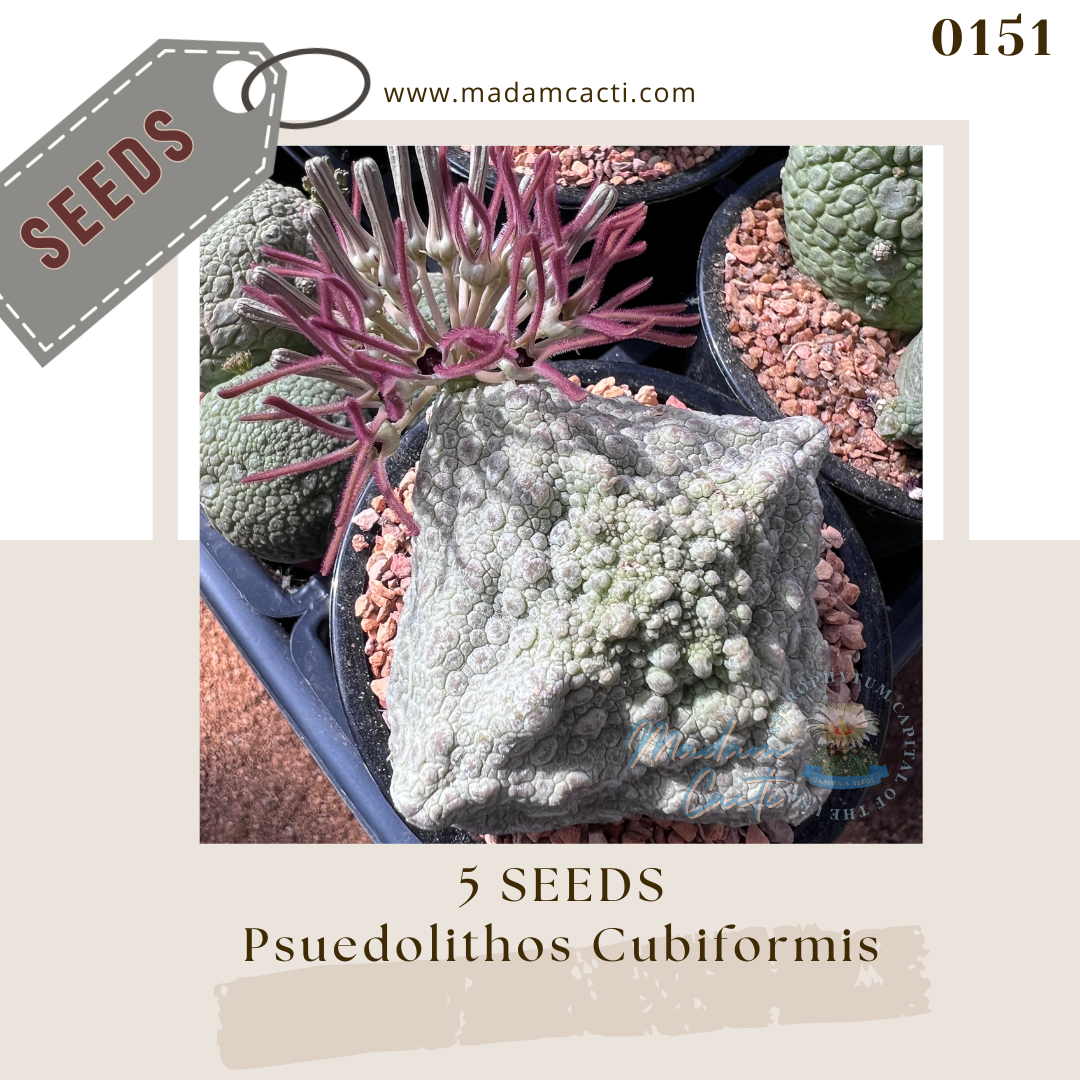 0151 Psuedolithos Cubiformis (5 Seeds)